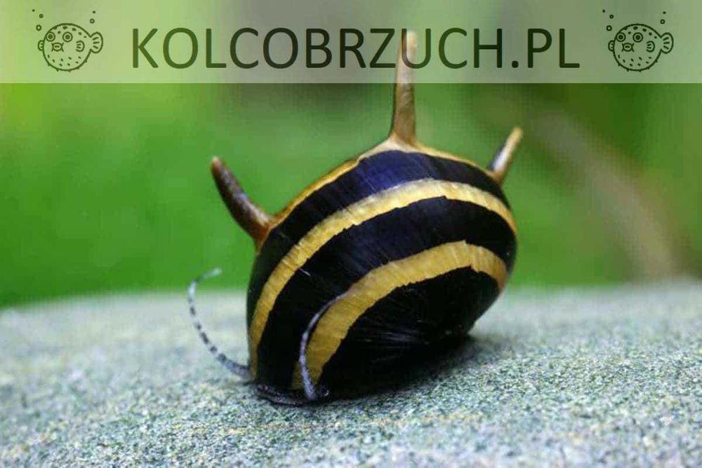 Ślimak rogaty - Clithon corona - zjada krasnorosty - dowóz, wysyłka