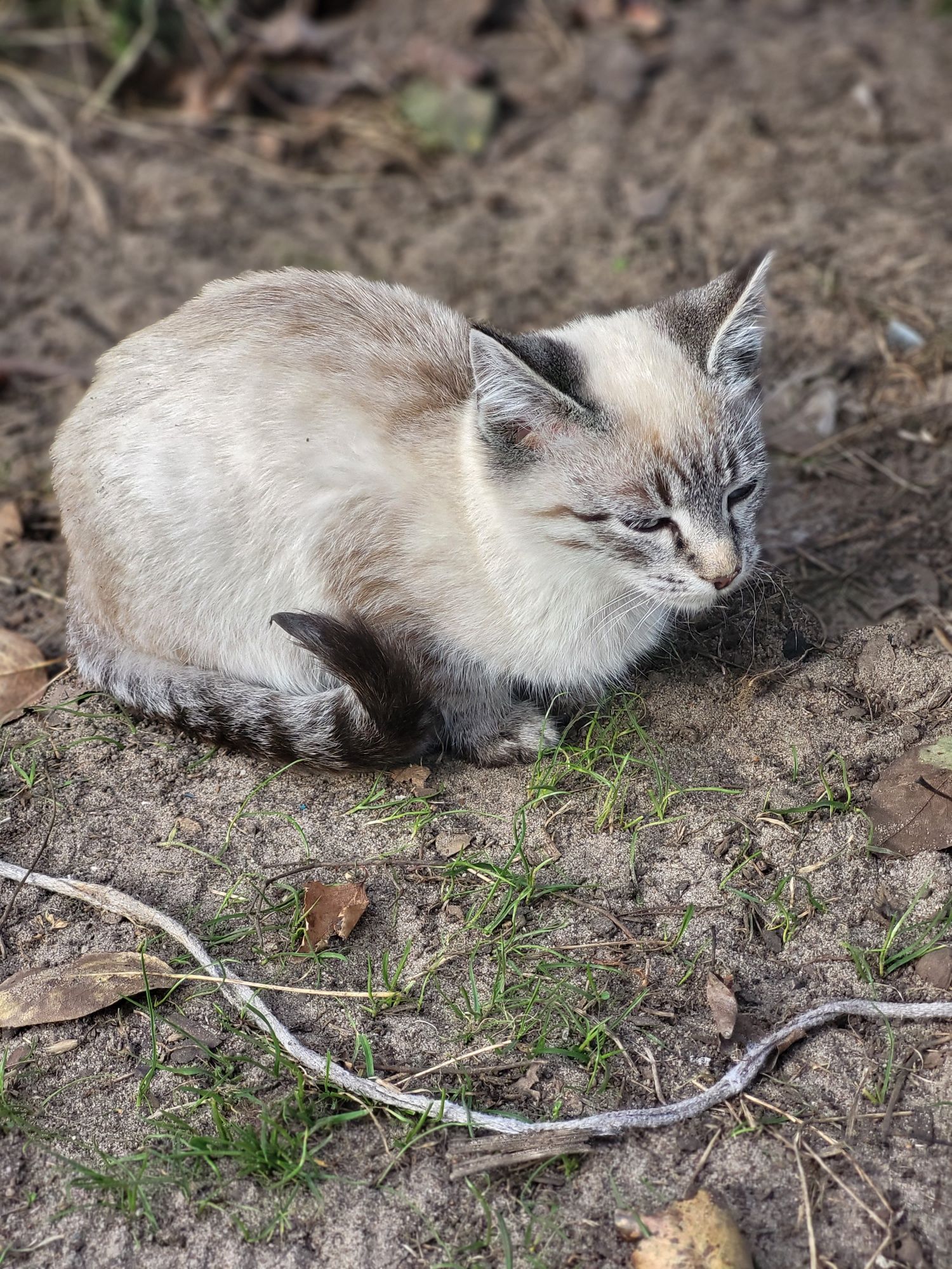 Кошенята, віддамо в добрі руки