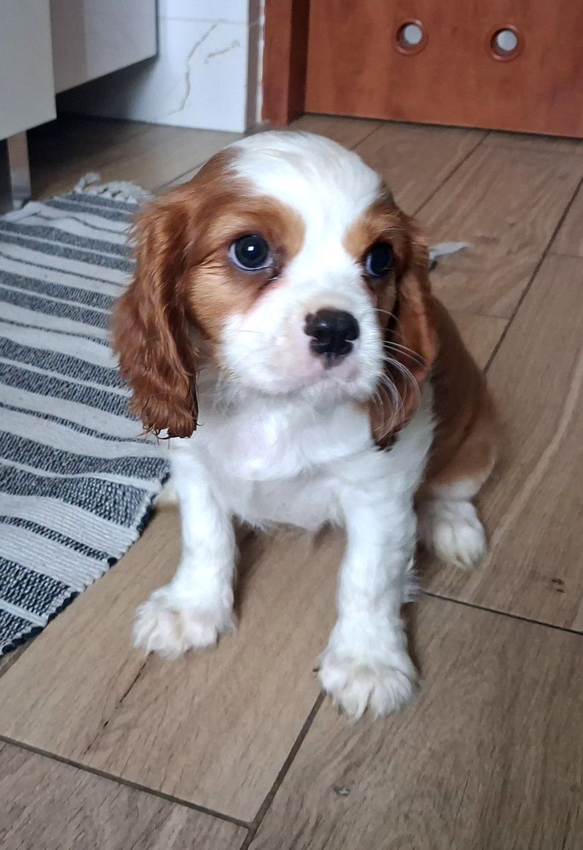 Cavalier King Charles Spaniel