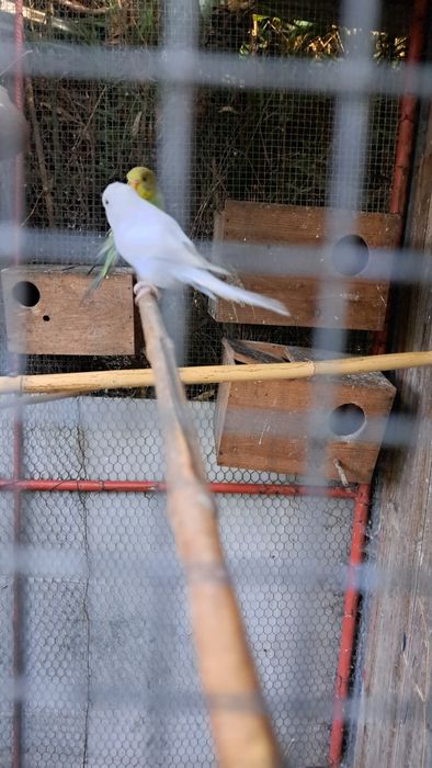 Periquitos/ popa varias cores