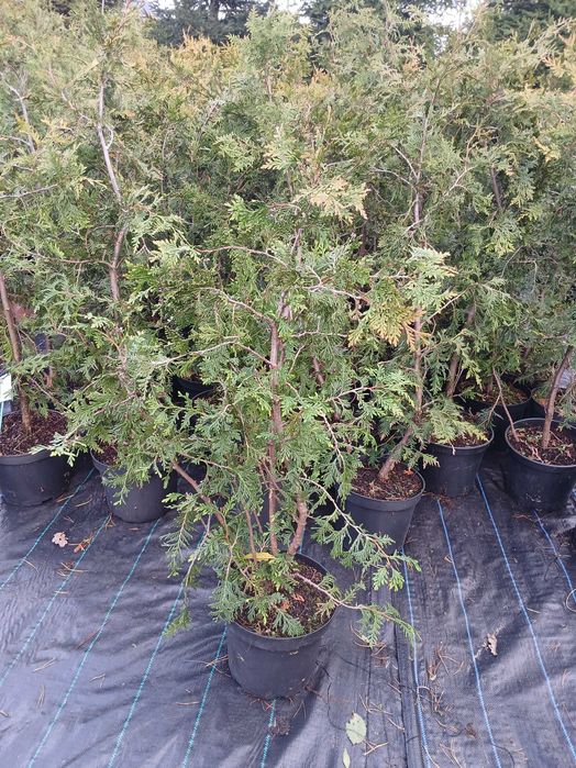 Totalna wyprzedaz Tuja żywotnik olbrzymi,  110-150cm 14,99zl