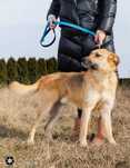 Cudny George o duszy labradora czeka na dom