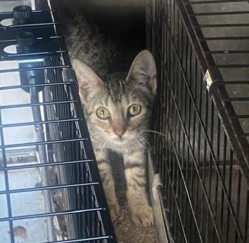 Gatinhos para adoção responsável * URGENTE *