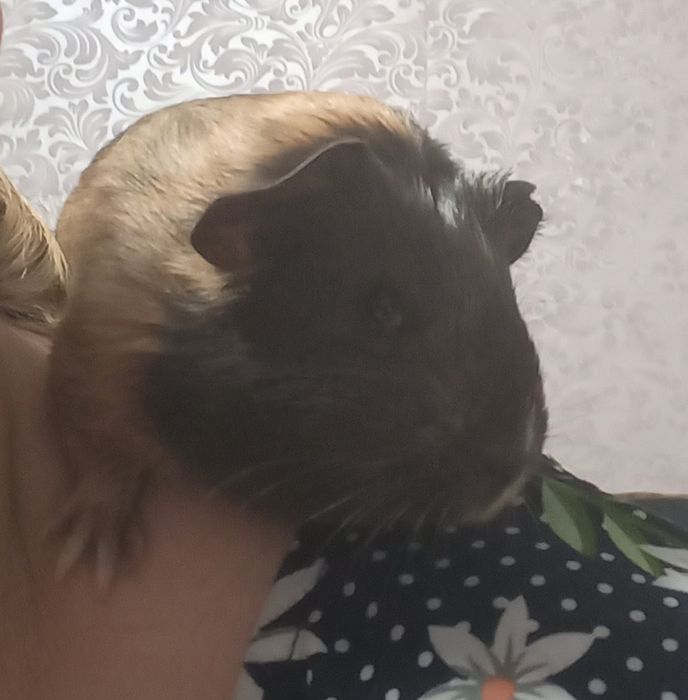 Морська свинка в добру люблячу родину