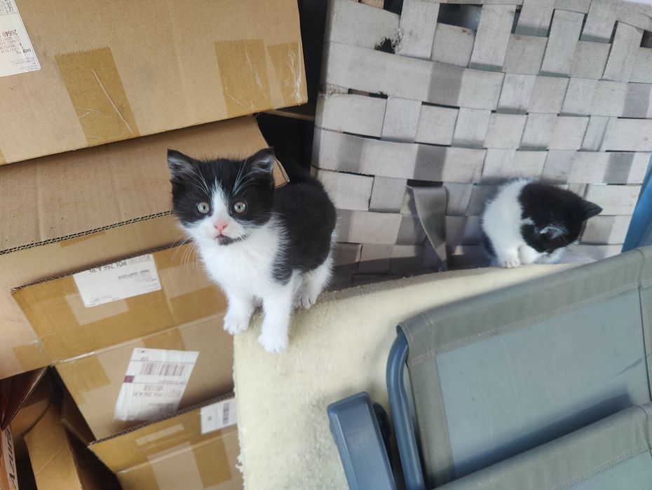 Koty oddam w dobre ręce!!!