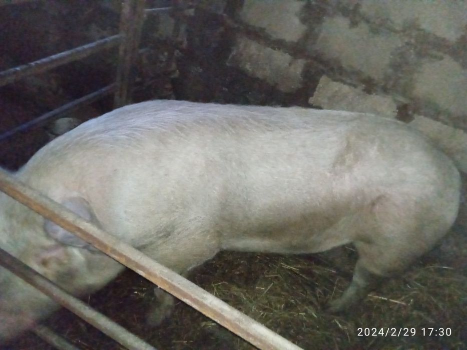 Продам хряка на племя