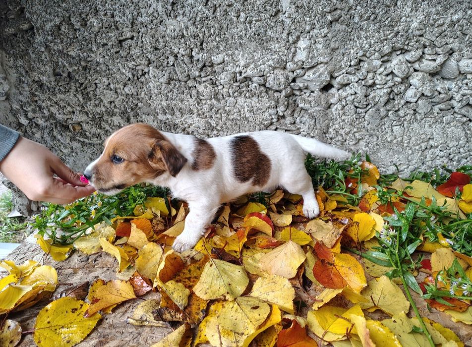 Джек Рассел цуценята