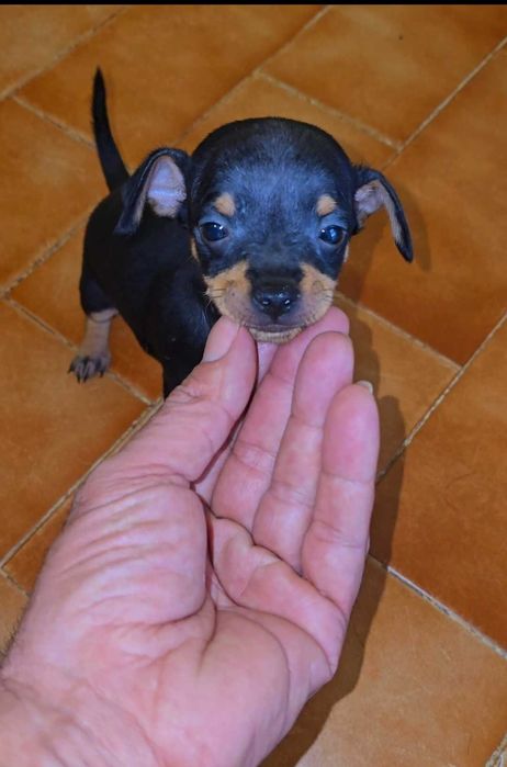 Pinscher Miniatura Macho