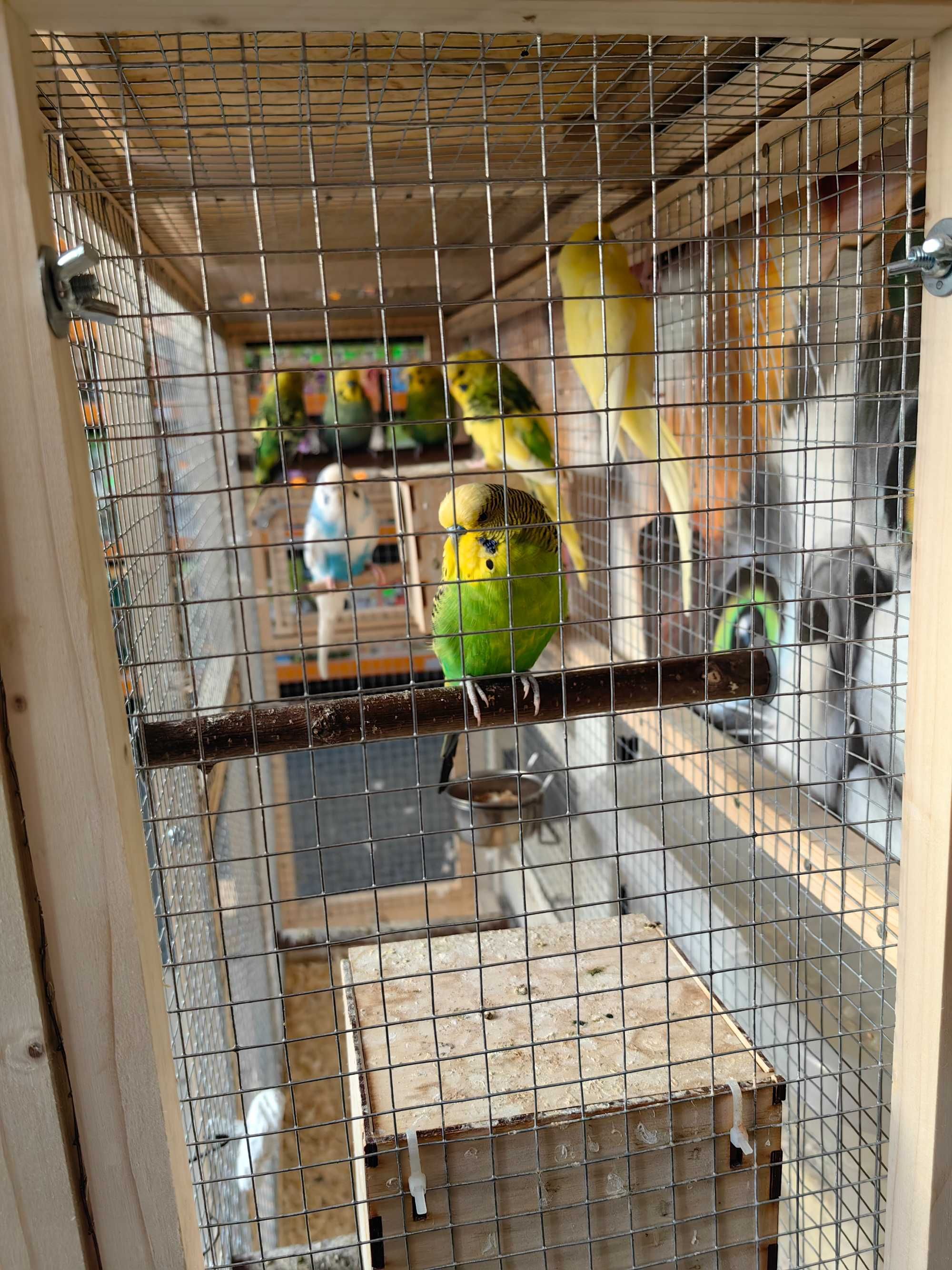 papuga,papugi faliste ,samce , samiczki