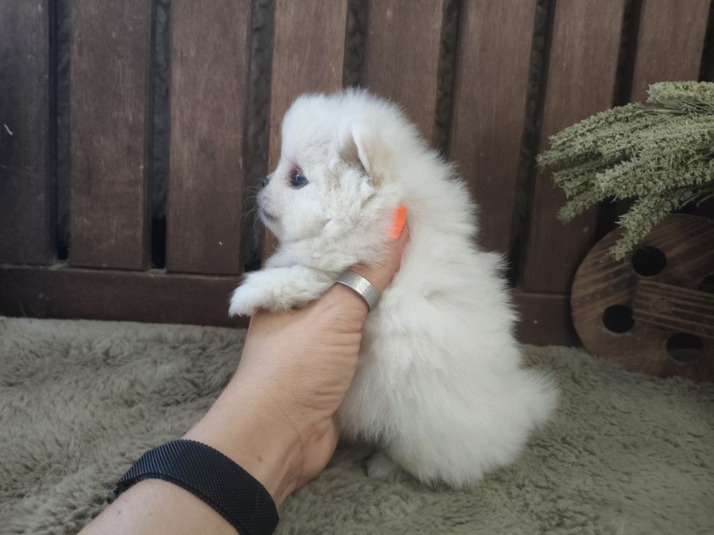 Lulu da Pomerânia Branquinho LOP