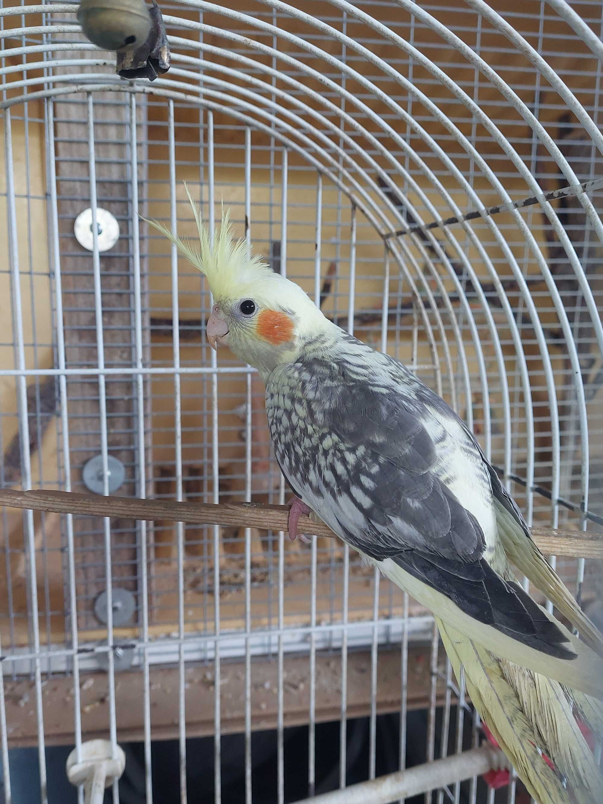 Caturra macho criada a mão muito mansa
