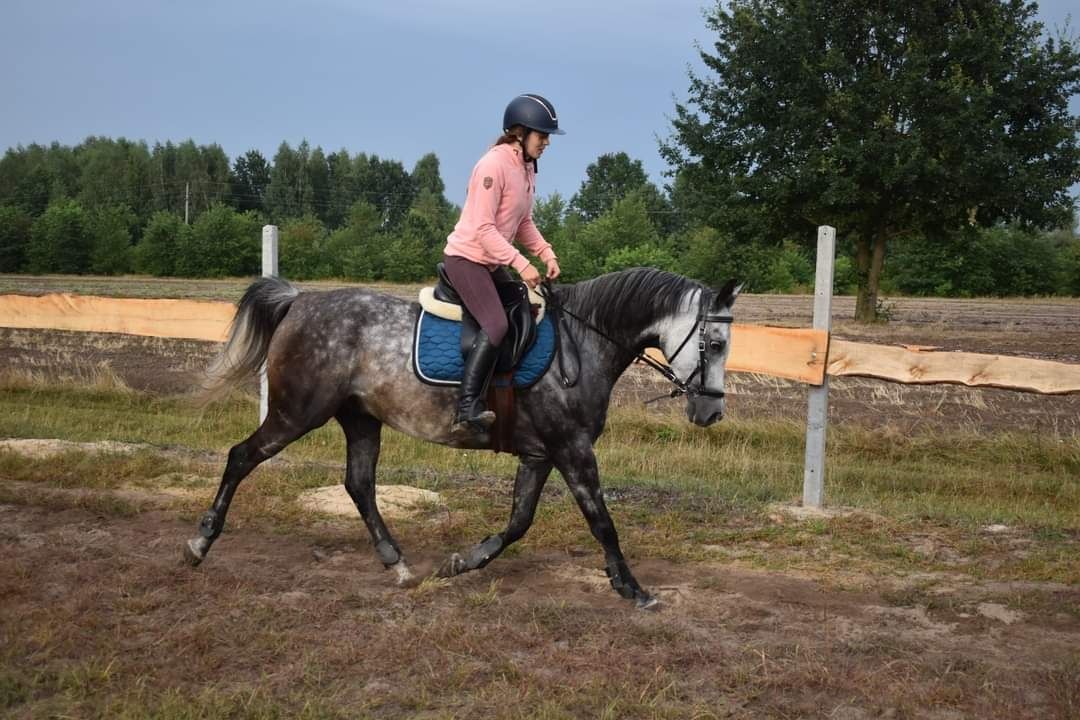 Ogłowie bezwędzidłowe Star rozmiar cob