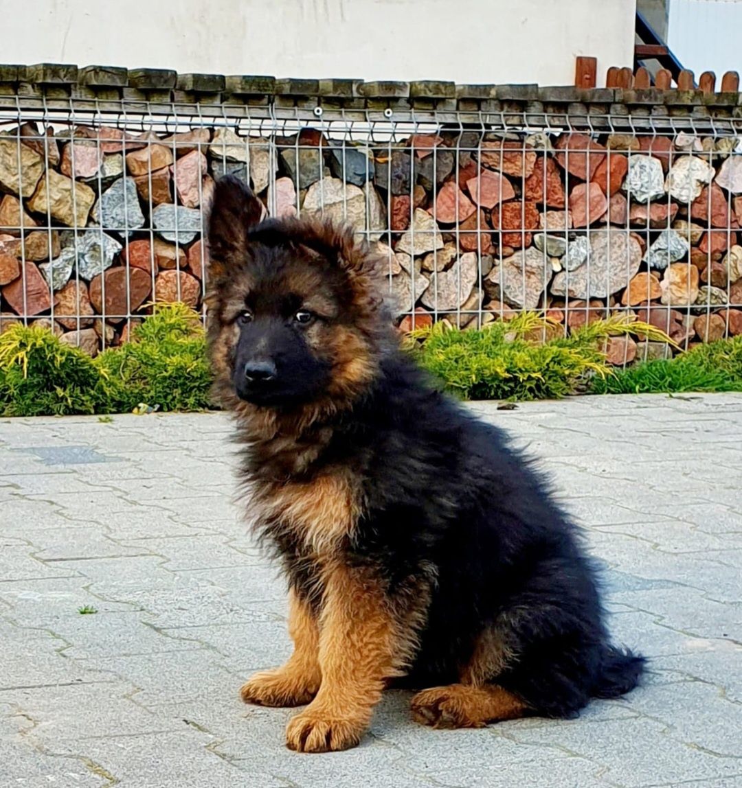 Owczarek niemiecki suczka