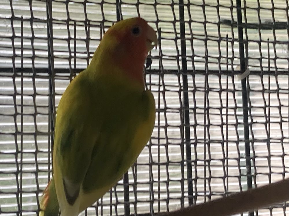 Agapornis para serem criados a mao
