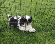Shih tzu suczka