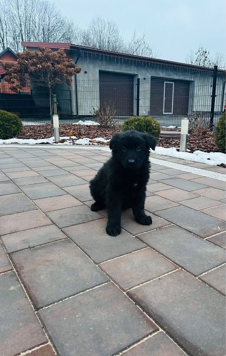 Szczeniak Owczarek Niemiecki Długowłosy