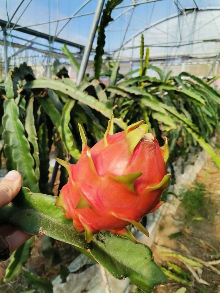 Pitaya Estacas (PROMOÇÃO PRIMAVERA)