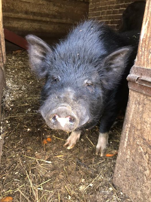 В'єтнамськи поросята