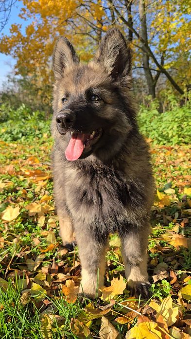 Owczarek Staroniemiecki - Piesek 3 miesiące - do odbioru