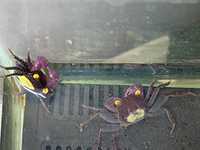 Krab yellow-purple