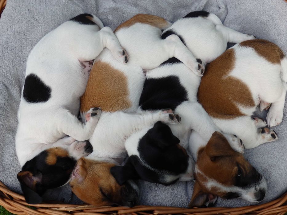 Jack Russell Terrier #SMARTIE JACKS# Pure JRT ZAPRASZAMY do rezerwacji