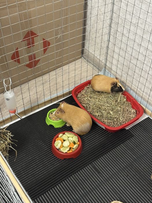 2 морские свинки и клетка со всем необходимым (доставим под дом)