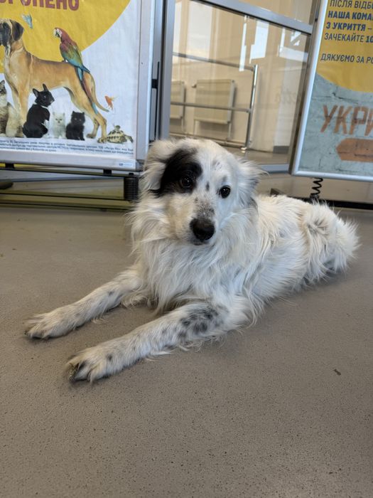 Отдам кобеля в добрые руки