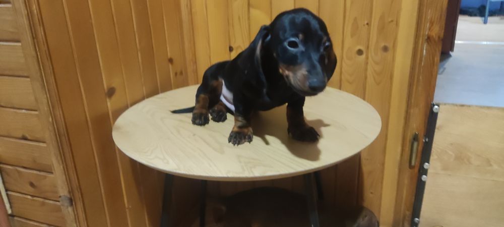 Jamnik krótkowłosy czarny podpalany samczyk