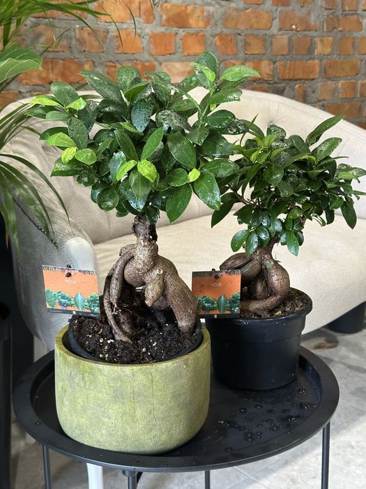 Фікус бонсай гінсенг мікрокарпа h 43 см