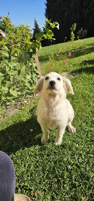 Sunia wiek trzy miesiące ,szuka dobrego domku .