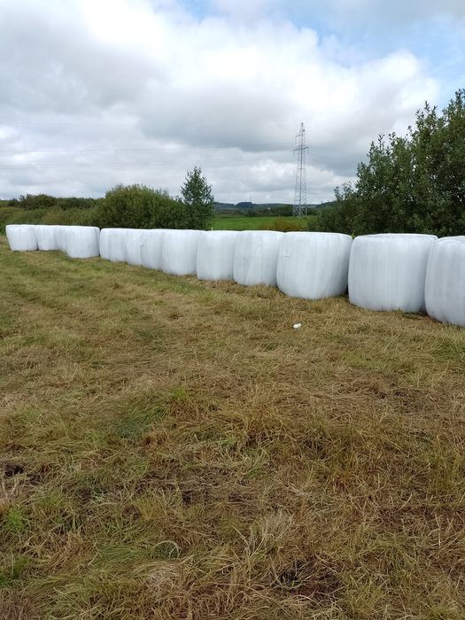 SIANO i SIANOKISZONKI BALOTY bardzo dobrej jakości