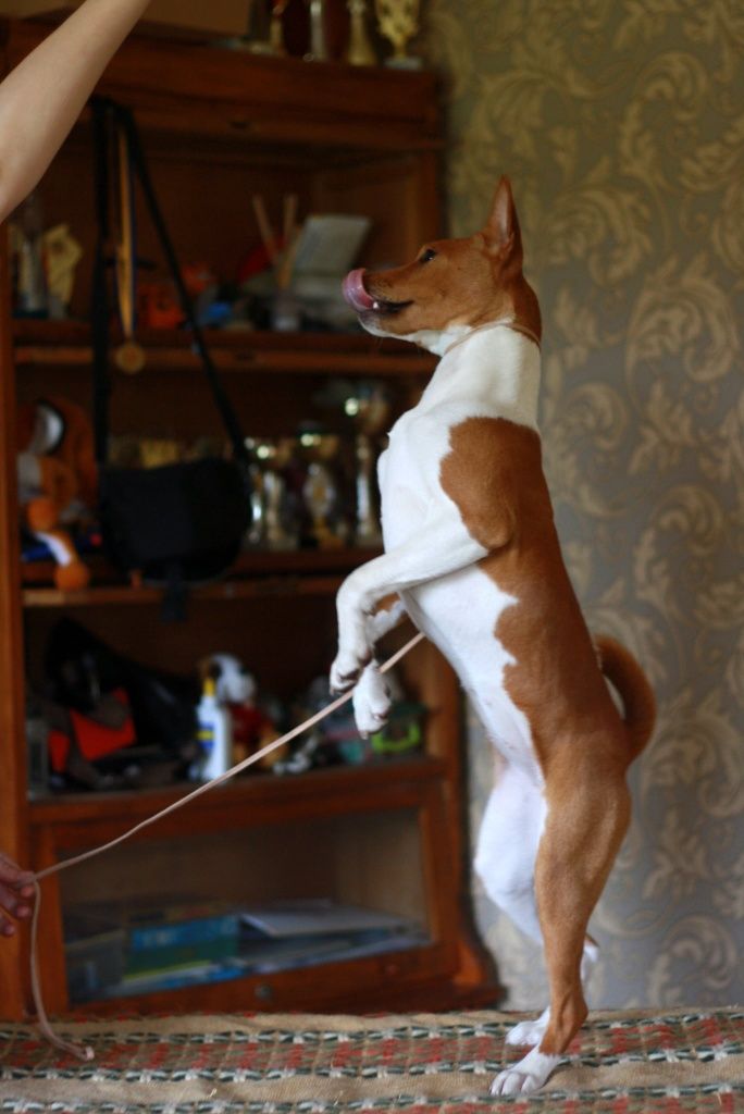 Неперевершена красуня, басенджи Basenji,  Класна дівчинка! КСУ