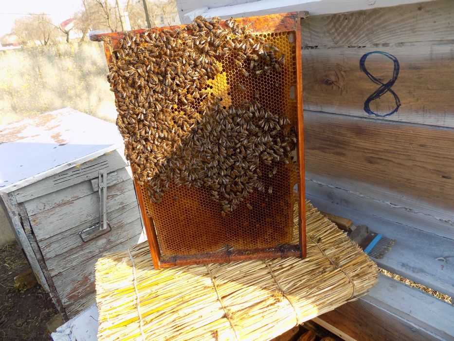 Продам бджолосім*ю..