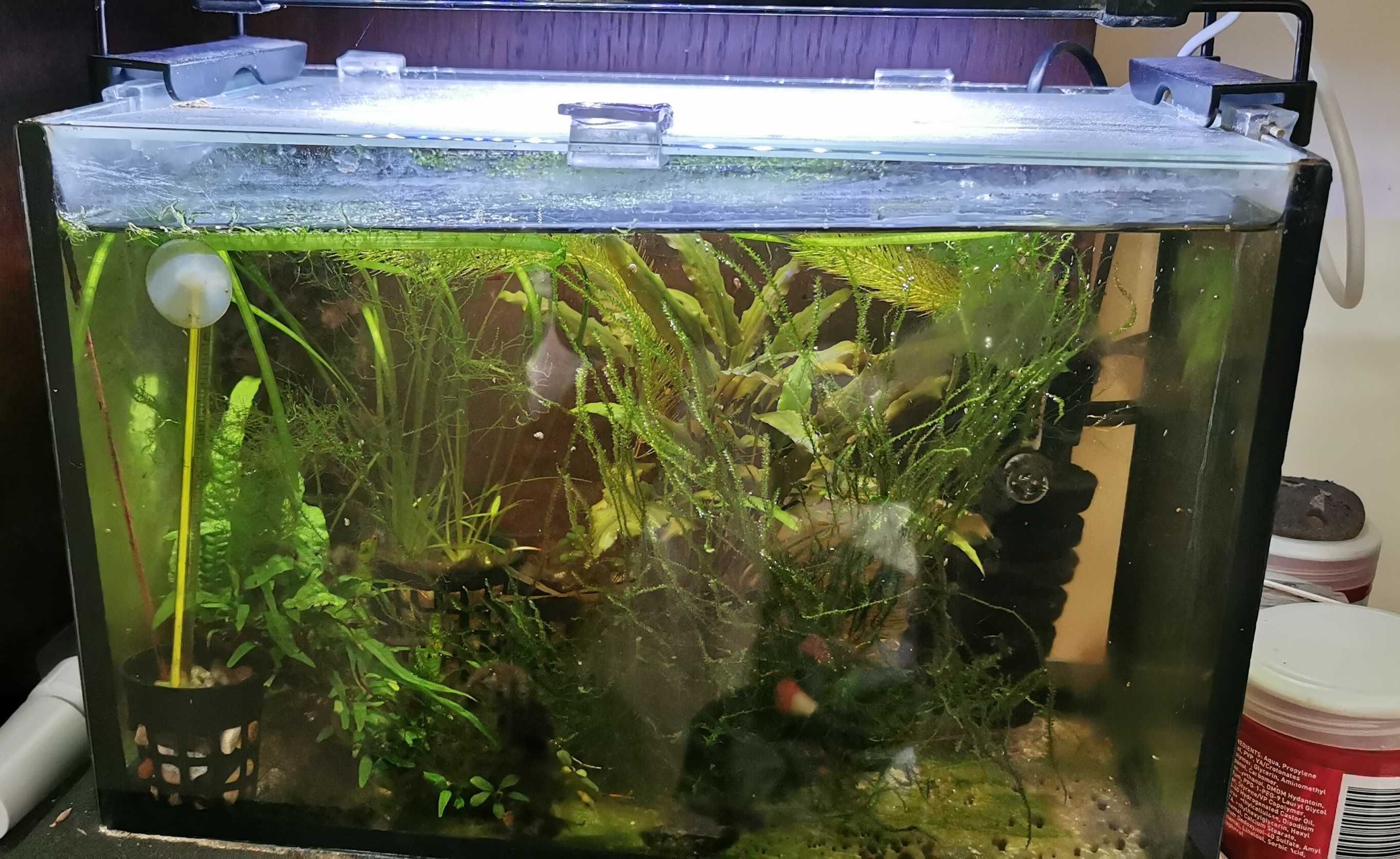 2 x Akwarium 112 l i 10 l z obsadą, osprzęt, filtry zew., butla CO2.