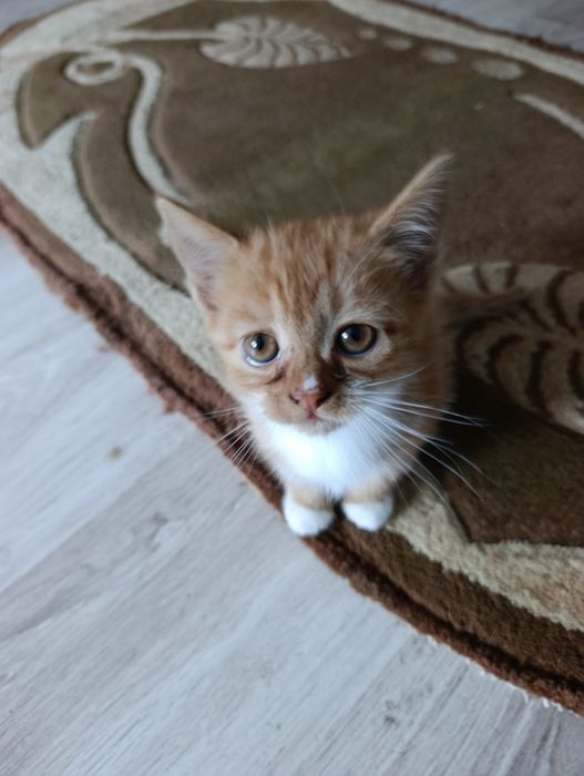 Oddam kotka  dobre ręce