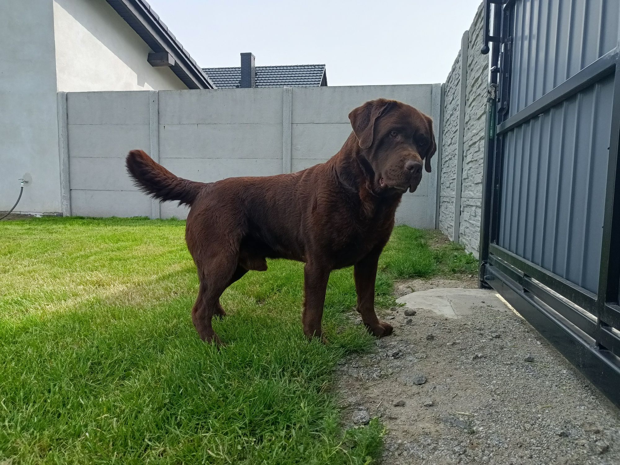 Reproduktor czekoladowy Labrador Retriever, krycie