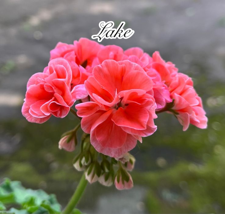 Сортові педаргонії, сортова пеларгонія , живці пеларгоній