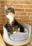 Icarus Magnus*PL - kocurek rasy Maine Coon gotowy do zmiany domu :)