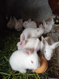 Продам молоді кролики