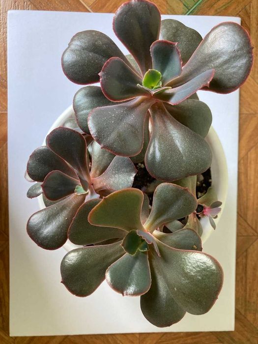 Ехеверія Донецьк Сансет,  Ехеверія Паліда. Сукуленти.