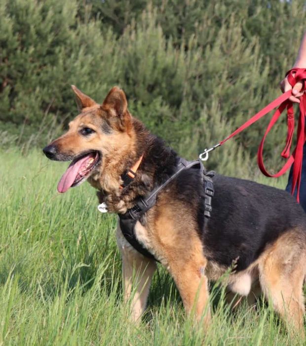 Szarik Owczarek Niemiecki szuka domu