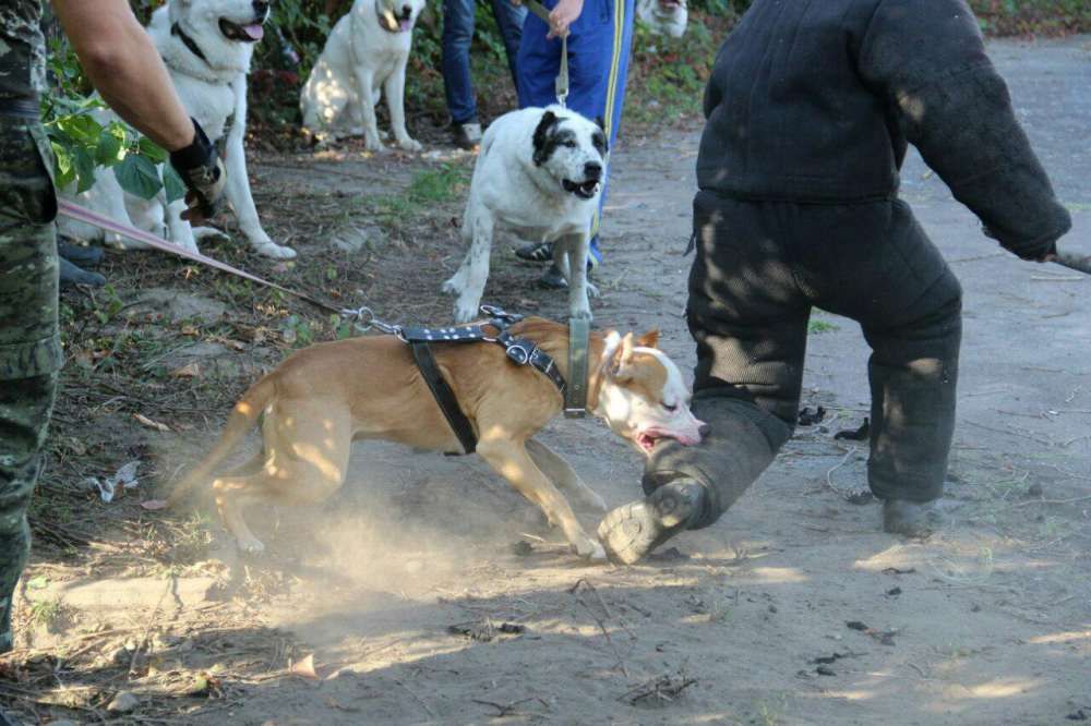 ШОС "Арес-Абрай" (Дресирування собак, без вікових та породних обмежень