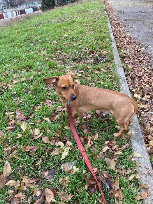 Рыжий такса бесплатно в добрые руки