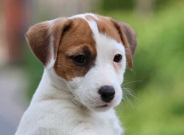 Jack Russell Terrier ZKwP FCI - suczka pięknego eksterieru