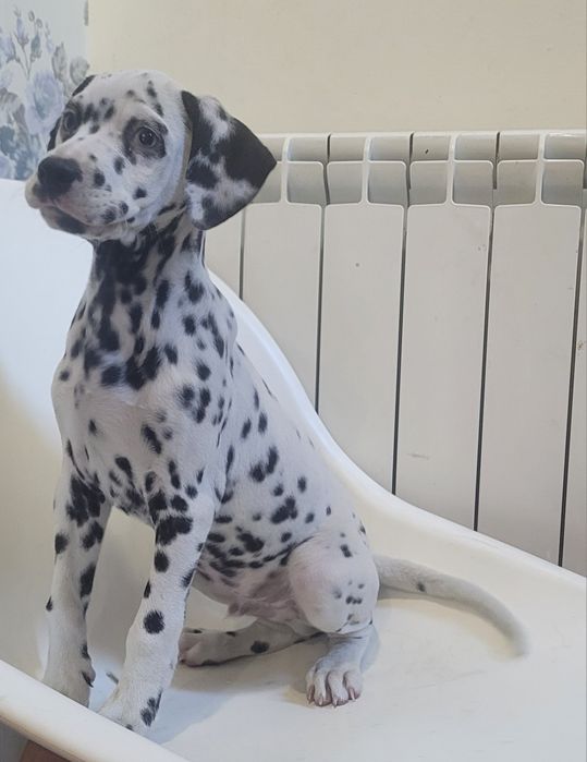 Dálmata macho 2 meses