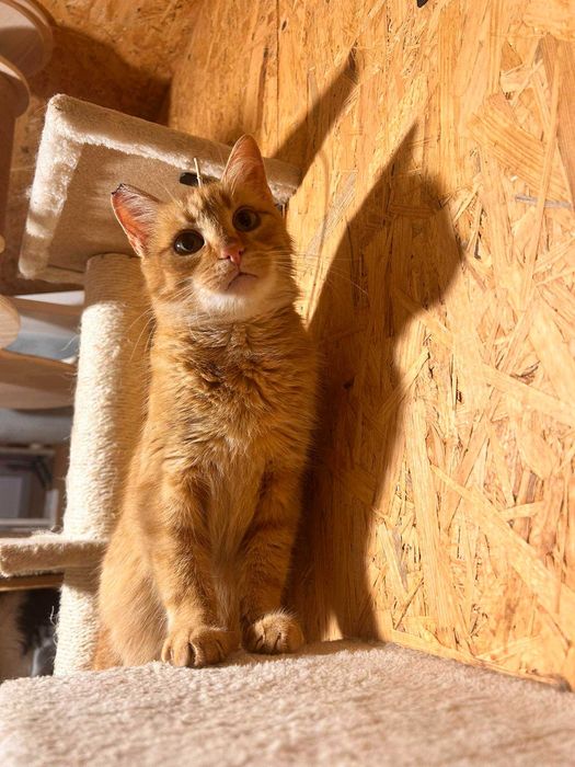 Śliczna, ruda Ignis