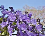 Jacarandá, Jacarandá