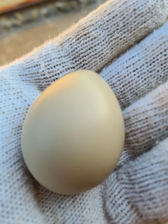 Продам яйца фазанов для инкубации и здорового питания