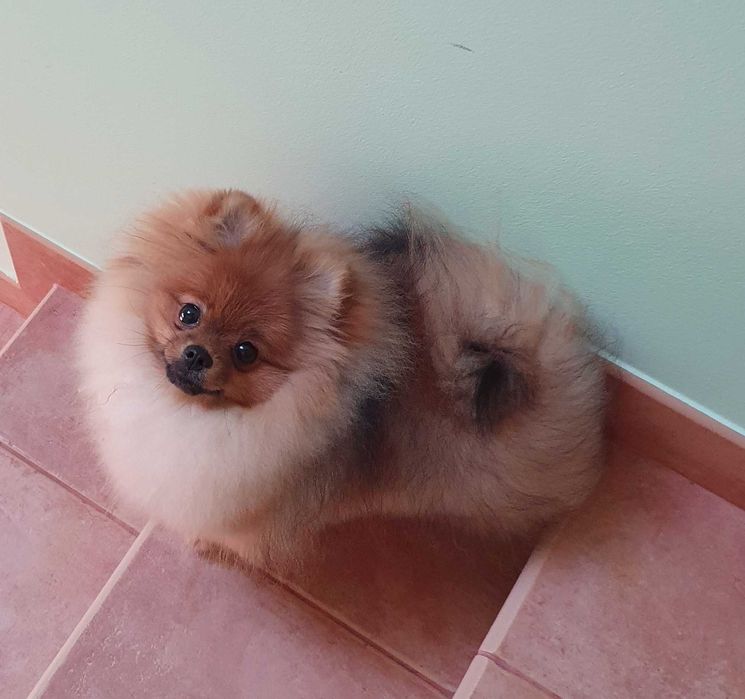 Szpic miniaturowy/pomeranian REZERWACJA