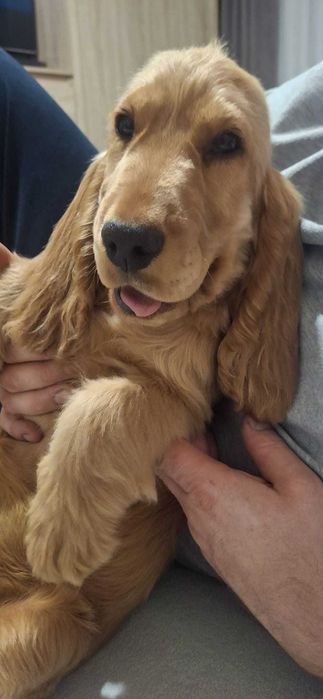 Cocker spaniel angielski